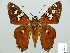  ( - HESP-EB 01 276)  @11 [ ] Copyright (2010) Unspecified Research Collection of Ernst Brockmann