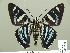  ( - HESP-EB 01 280)  @11 [ ] Copyright (2010) Unspecified Research Collection of Ernst Brockmann