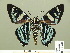  ( - HESP-EB 01 281)  @11 [ ] Copyright (2010) Unspecified Research Collection of Ernst Brockmann