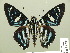  ( - HESP-EB 01 282)  @11 [ ] Copyright (2010) Unspecified Research Collection of Ernst Brockmann