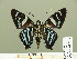  ( - HESP-EB 01 286)  @11 [ ] Copyright (2010) Unspecified Research Collection of Ernst Brockmann