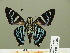  ( - HESP-EB 01 287)  @13 [ ] Copyright (2010) Unspecified Research Collection of Ernst Brockmann