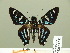  ( - HESP-EB 01 287)  @13 [ ] Copyright (2010) Unspecified Research Collection of Ernst Brockmann
