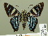  ( - HESP-EB 01 289)  @14 [ ] Copyright (2010) Unspecified Research Collection of Ernst Brockmann