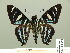  ( - HESP-EB 01 292)  @13 [ ] Copyright (2010) Unspecified Research Collection of Ernst Brockmann