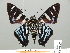  ( - HESP-EB 01 293)  @12 [ ] Copyright (2010) Unspecified Research Collection of Ernst Brockmann