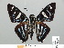 ( - HESP-EB 01 293)  @14 [ ] Copyright (2010) Unspecified Research Collection of Ernst Brockmann