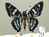  ( - HESP-EB 01 295)  @14 [ ] Copyright (2010) Unspecified Research Collection of Ernst Brockmann