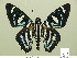  ( - HESP-EB 01 298)  @14 [ ] Copyright (2010) Unspecified Research Collection of Ernst Brockmann