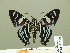  ( - HESP-EB 01 299)  @11 [ ] Copyright (2010) Unspecified Research Collection of Ernst Brockmann