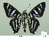  ( - HESP-EB 01 303)  @14 [ ] Copyright (2010) Unspecified Research Collection of Ernst Brockmann