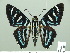  ( - HESP-EB 01 305)  @14 [ ] Copyright (2010) Unspecified Research Collection of Ernst Brockmann