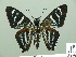  ( - HESP-EB 01 309)  @13 [ ] Copyright (2010) Unspecified Research Collection of Ernst Brockmann