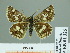  ( - HESP-EB 01 325)  @14 [ ] Copyright (2010) Unspecified Research Collection of Ernst Brockmann