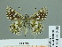  ( - HESP-EB 01 332)  @14 [ ] Copyright (2010) Unspecified Research Collection of Ernst Brockmann