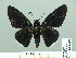  ( - HESP-EB 14 041)  @11 [ ] Copyright (2010) Unspecified Research Collection of Ernst Brockmann