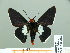  ( - HESP-EB 14 067)  @11 [ ] Copyright (2010) Unspecified Research Collection of Ernst Brockmann
