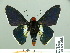  ( - HESP-EB 14 068)  @11 [ ] Copyright (2010) Unspecified Research Collection of Ernst Brockmann