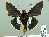  ( - HESP-EB 14 070)  @11 [ ] Copyright (2010) Unspecified Research Collection of Ernst Brockmann