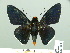  ( - HESP-EB 14 071)  @11 [ ] Copyright (2010) Unspecified Research Collection of Ernst Brockmann