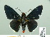  ( - HESP-EB 14 075)  @11 [ ] Copyright (2010) Unspecified Research Collection of Ernst Brockmann
