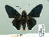  ( - HESP-EB 14 081)  @11 [ ] Copyright (2010) Unspecified Research Collection of Ernst Brockmann