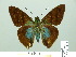  ( - HESP-EB 01 410)  @13 [ ] Copyright (2010) Unspecified Research Collection of Ernst Brockmann