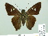  ( - HESP-EB 01 423)  @13 [ ] Copyright (2010) Unspecified Research Collection of Ernst Brockmann