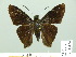  ( - HESP-EB 01 424)  @14 [ ] Copyright (2010) Unspecified Research Collection of Ernst Brockmann
