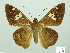  ( - HESP-EB 01 425)  @14 [ ] Copyright (2010) Unspecified Research Collection of Ernst Brockmann