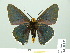  ( - HESP-EB 01 534)  @11 [ ] Copyright (2010) Unspecified Research Collection of Ernst Brockmann