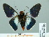  ( - HESP-EB 01 535)  @13 [ ] Copyright (2010) Unspecified Research Collection of Ernst Brockmann