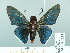  ( - HESP-EB 01 535)  @15 [ ] Copyright (2010) Unspecified Research Collection of Ernst Brockmann