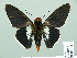  ( - HESP-EB 01 537)  @14 [ ] Copyright (2010) Unspecified Research Collection of Ernst Brockmann