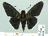  ( - HESP-EB 01 537)  @14 [ ] Copyright (2010) Unspecified Research Collection of Ernst Brockmann