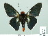  ( - HESP-EB 01 540)  @11 [ ] Copyright (2010) Unspecified Research Collection of Ernst Brockmann