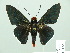  ( - HESP-EB 01 540)  @11 [ ] Copyright (2010) Unspecified Research Collection of Ernst Brockmann