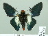  ( - HESP-EB 01 541)  @13 [ ] Copyright (2010) Unspecified Research Collection of Ernst Brockmann