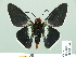  ( - HESP-EB 01 542)  @13 [ ] Copyright (2010) Unspecified Research Collection of Ernst Brockmann