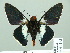  ( - HESP-EB 01 543)  @13 [ ] Copyright (2010) Unspecified Research Collection of Ernst Brockmann