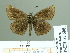  (Erynnis marloyi - HESP-EB 01608)  @13 [ ] Copyright (2010) Ernst Brockmann Research Collection of Ernst Brockmann