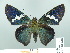  ( - HESP-EB 01610)  @14 [ ] Copyright (2010) Ernst Brockmann Research Collection of Ernst Brockmann