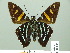  (Phocides pialia - HESP-EB 01625)  @11 [ ] Copyright (2010) Ernst Brockmann Research Collection of Ernst Brockmann