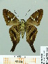  ( - HESP-EB 01635)  @13 [ ] Copyright (2010) Ernst Brockmann Research Collection of Ernst Brockmann