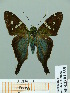  ( - HESP-EB 01635)  @13 [ ] Copyright (2010) Ernst Brockmann Research Collection of Ernst Brockmann