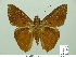  ( - HESP-EB 01642)  @14 [ ] Copyright (2010) Ernst Brockmann Research Collection of Ernst Brockmann