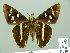 (Alera - HESP-EB 01653)  @14 [ ] Copyright (2010) Ernst Brockmann Research Collection of Ernst Brockmann