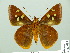  (Talides alternata - HESP-EB 01654)  @11 [ ] Copyright (2010) Ernst Brockmann Research Collection of Ernst Brockmann