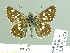  ( - HESP-EB 01673)  @13 [ ] Copyright (2010) Ernst Brockmann Research Collection of Ernst Brockmann