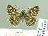  ( - HESP-EB 01675)  @13 [ ] Copyright (2010) Ernst Brockmann Research Collection of Ernst Brockmann